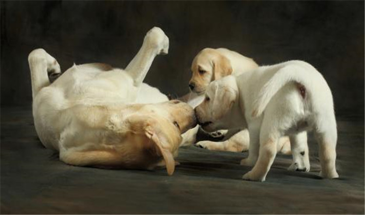 狗妈妈生了几天为什么总刨地,狗妈妈生了小狗要注意什么