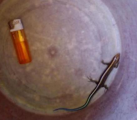 捡到小壁虎带回家养,男子捡了蜥蜴