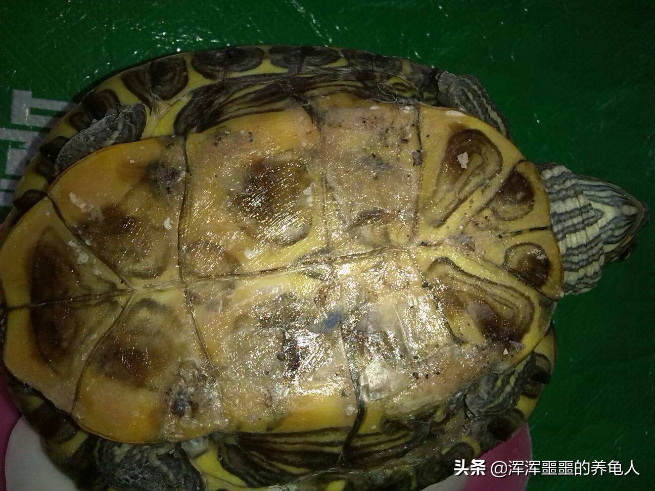 在网上买的乌龟腐甲药怎么用,怎么判断乌龟腐甲有没有结痂