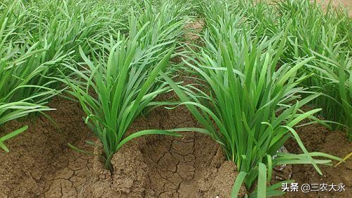 养鸡用药预防流程,养鸡病症与治疗