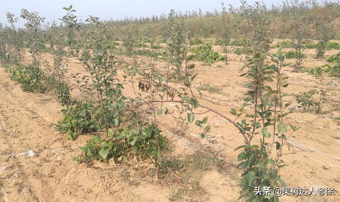 苹果矮化栽培管理,苹果矮化栽培的原理