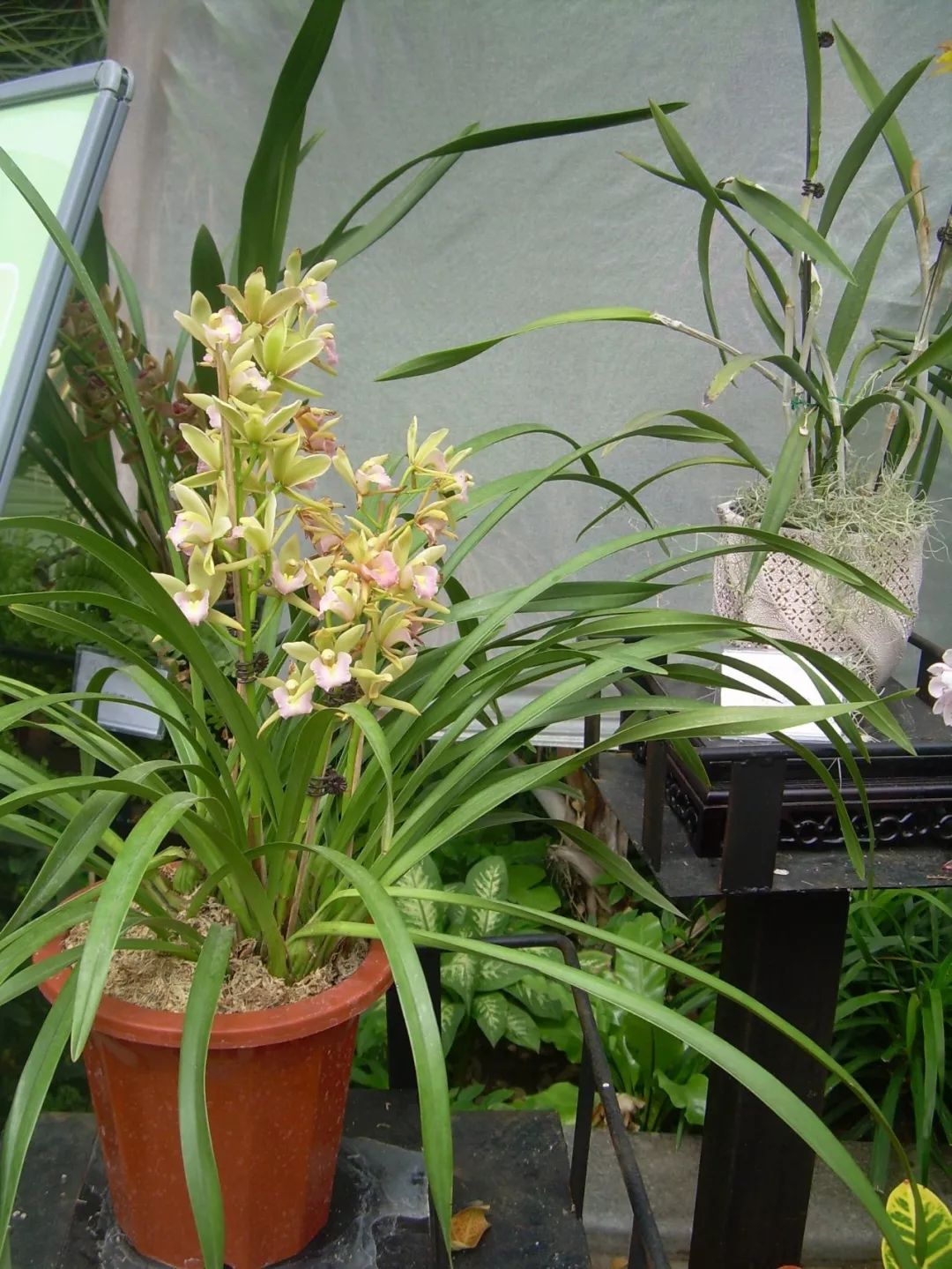 如何快速鉴别兰花的真假,新手如何分辨兰花的真假