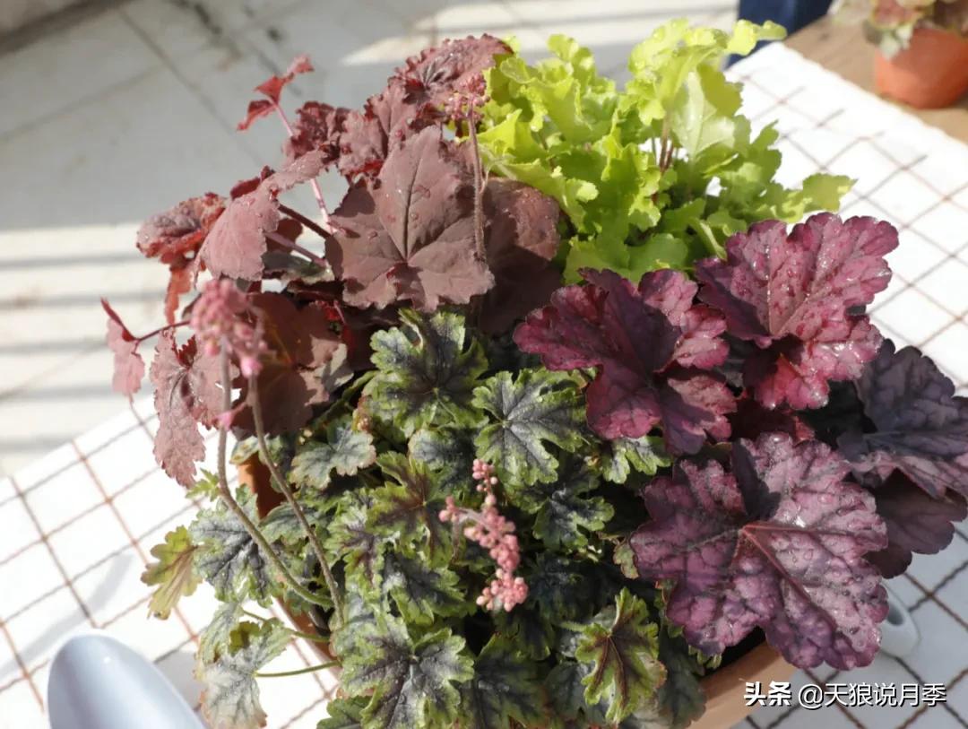 适合北阳台种的花园,采光差适合什么藤本月季