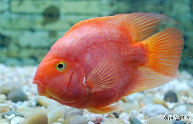 鹦鹉鱼水温多少度最好,鹦鹉鱼水温多少度最佳