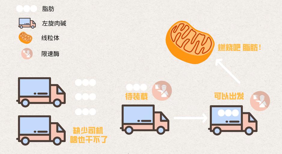 左旋肉碱和共轭亚油酸,左旋肉碱减肥药减肥靠谱吗