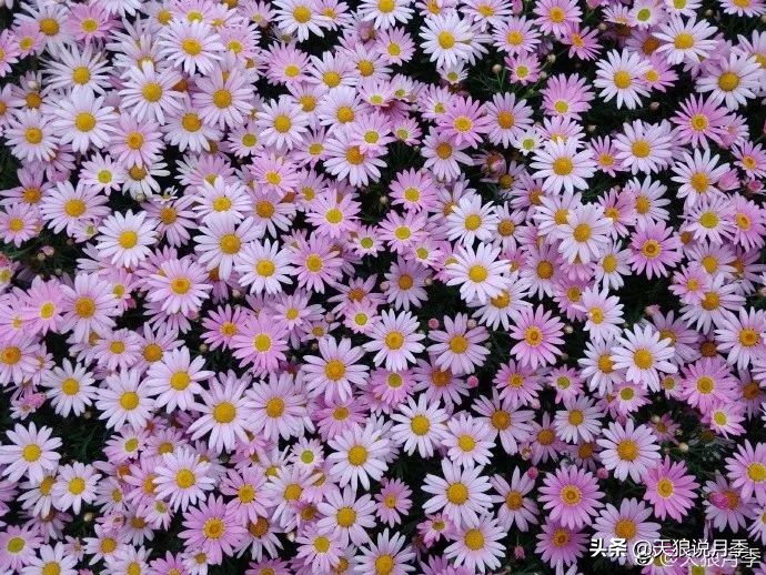 盘点每个世界第一关最强的植物,有哪些可以卡无敌的植物