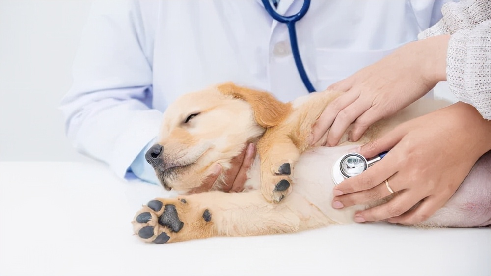 狗狗皮肤红肿溃烂用什么药,狗狗烫伤皮肤溃烂怎么办