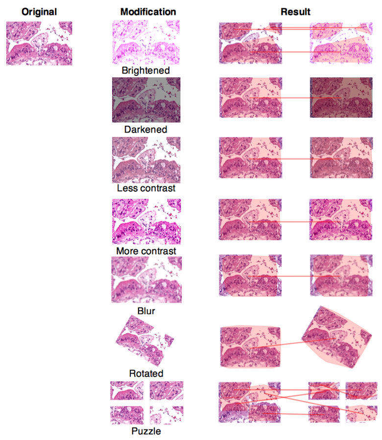 nature论文被证实为假,nature论文图是用什么画的