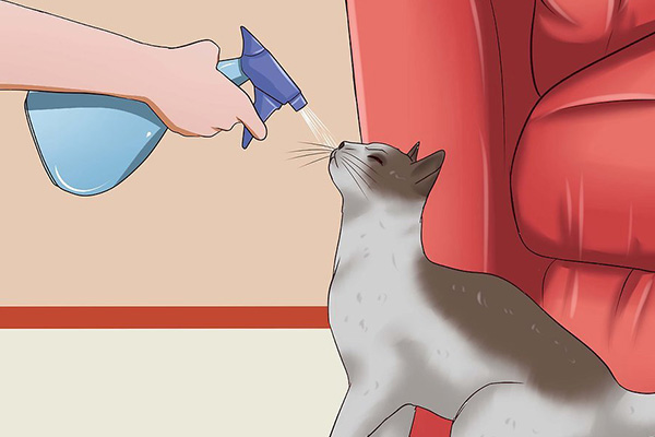 怎么改变猫咪挠人的习惯,怎么让猫咪改掉抓你的坏习惯