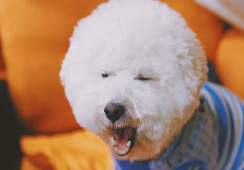 小狗拉尿有什么预兆,怎么区分小狗是尿血还是生理期