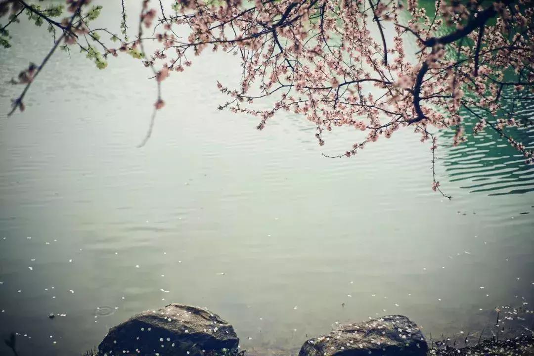 关于诗酒花茶的诗,诗酒花茶赴余生