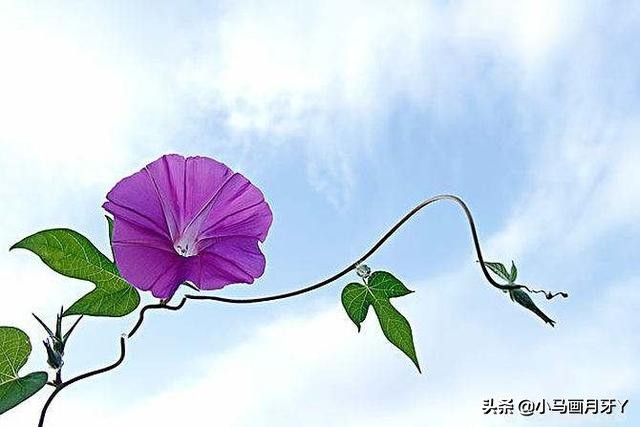 千字文作者周兴嗣简介,《千字文》全文注音版打印图片