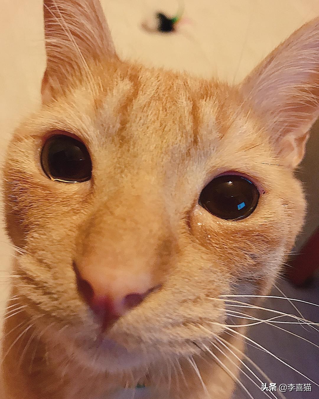 猫咪流泪是什么原因出问题了,导致猫咪流泪的原因