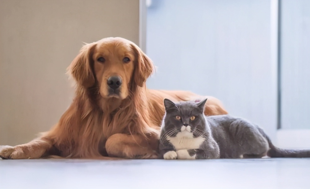 教你快速清理狗毛的小诀窍,狗毛怎么彻底清理干净