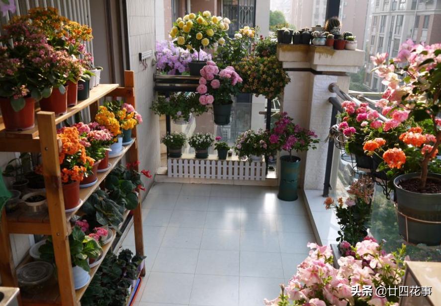 阳台太小了怎么养花,12平米阳台养什么花好