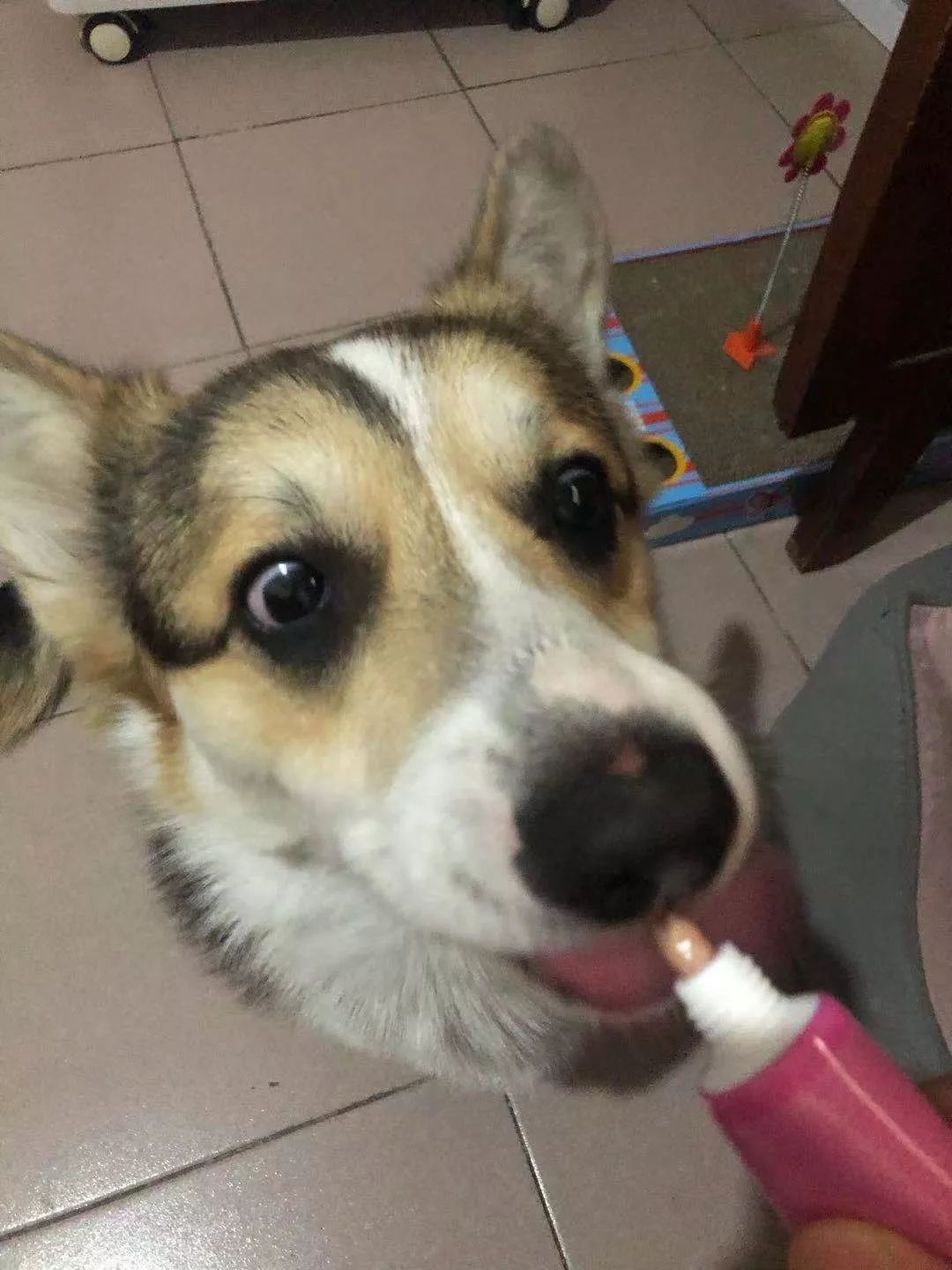 猫狗营养膏怎么样,口碑最好的猫狗营养膏