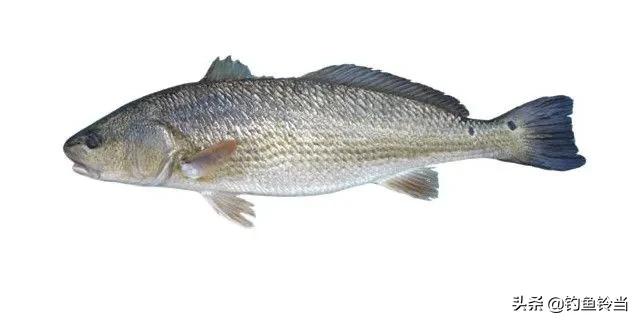 美国红鱼泛滥成灾,红鱼泛滥成灾