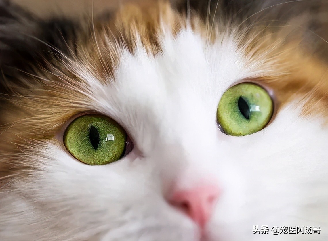 猫咪能吃饼干吗,猫咪能吃蛋糕和奶油吗