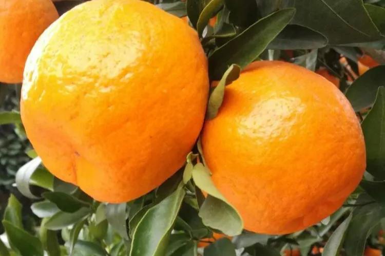 哪个地方出产的橙子最好吃,现在哪里的橙子最好吃