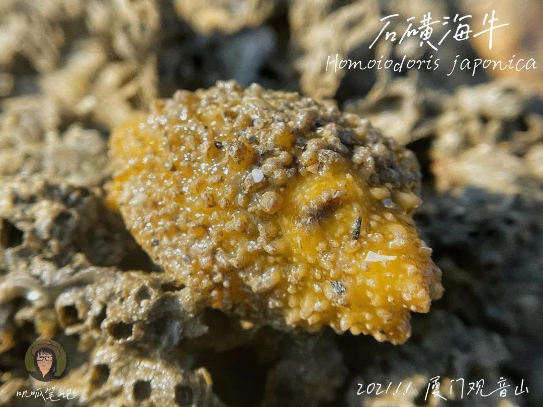 鼓浪屿赶海抓虫,鼓浪屿赶海佛手螺