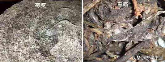 十年黑茶如珍宝，黑茶耐放也会发霉吗？4个方法辨别黑茶发霉