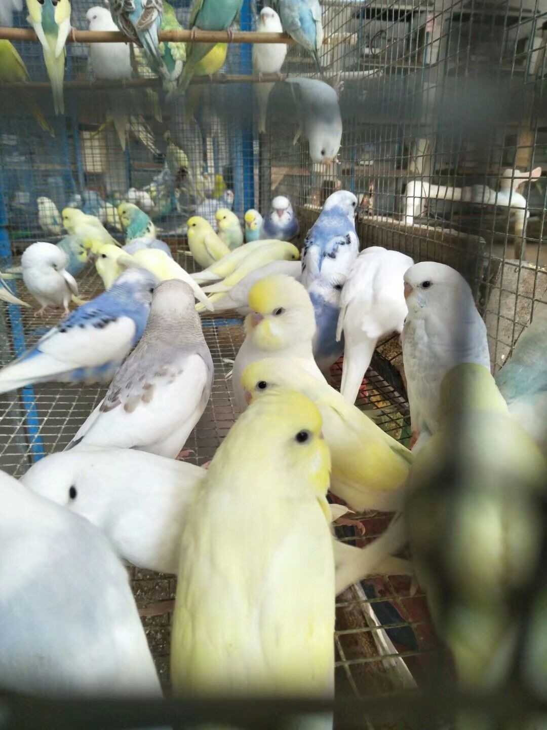 新手养哪种鹦鹉好养,新手养鹦鹉养一只还是一对