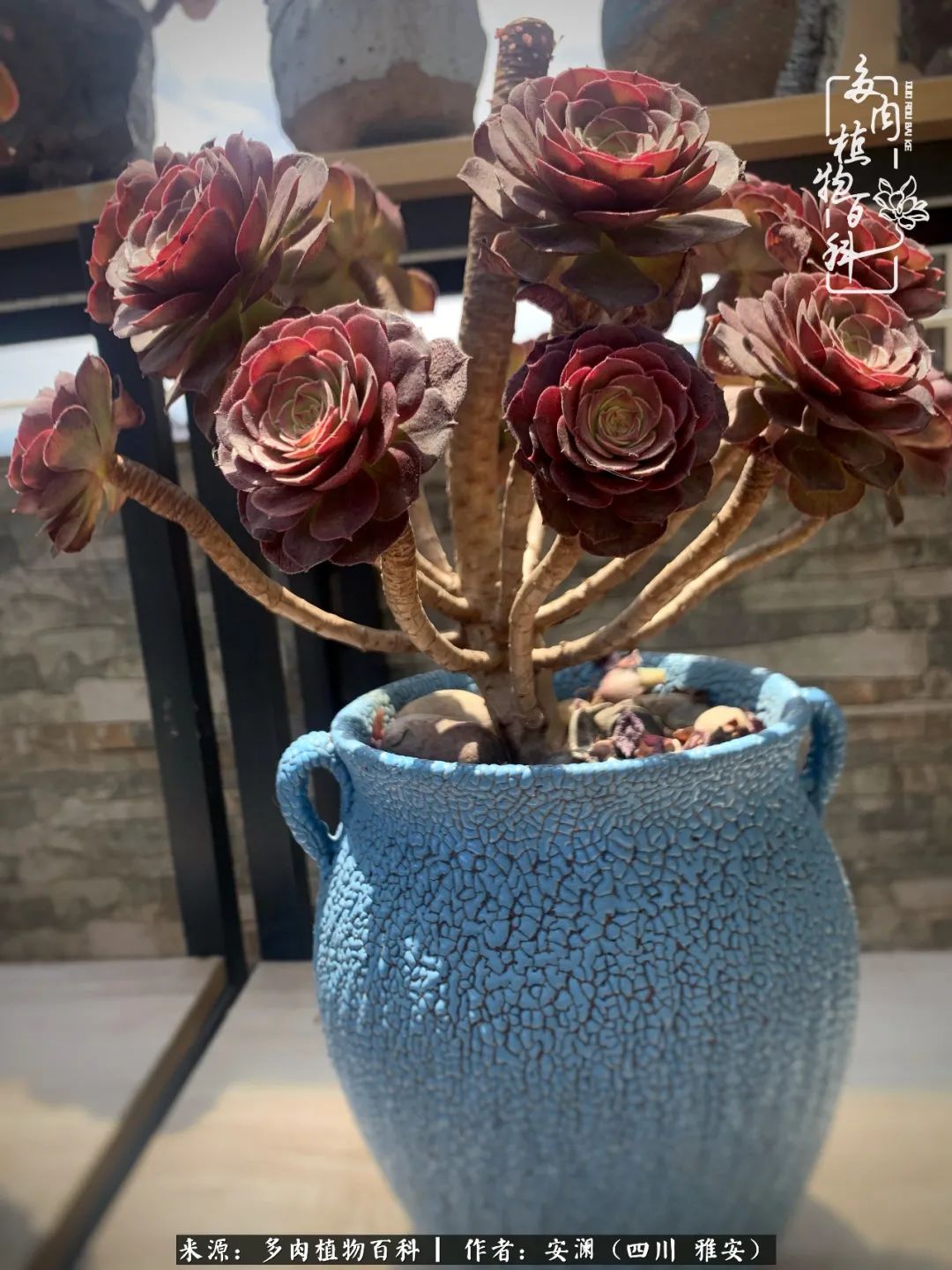 小仙女的阳台多肉,绝美多肉阳台