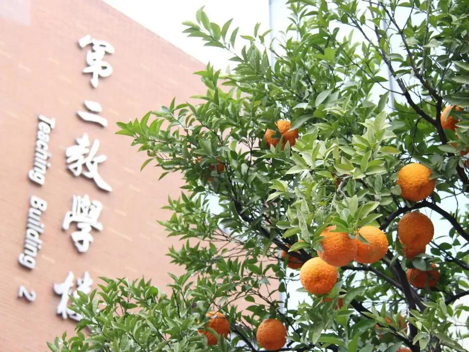 最美的风景美丽的校园,最美的风景就是校园