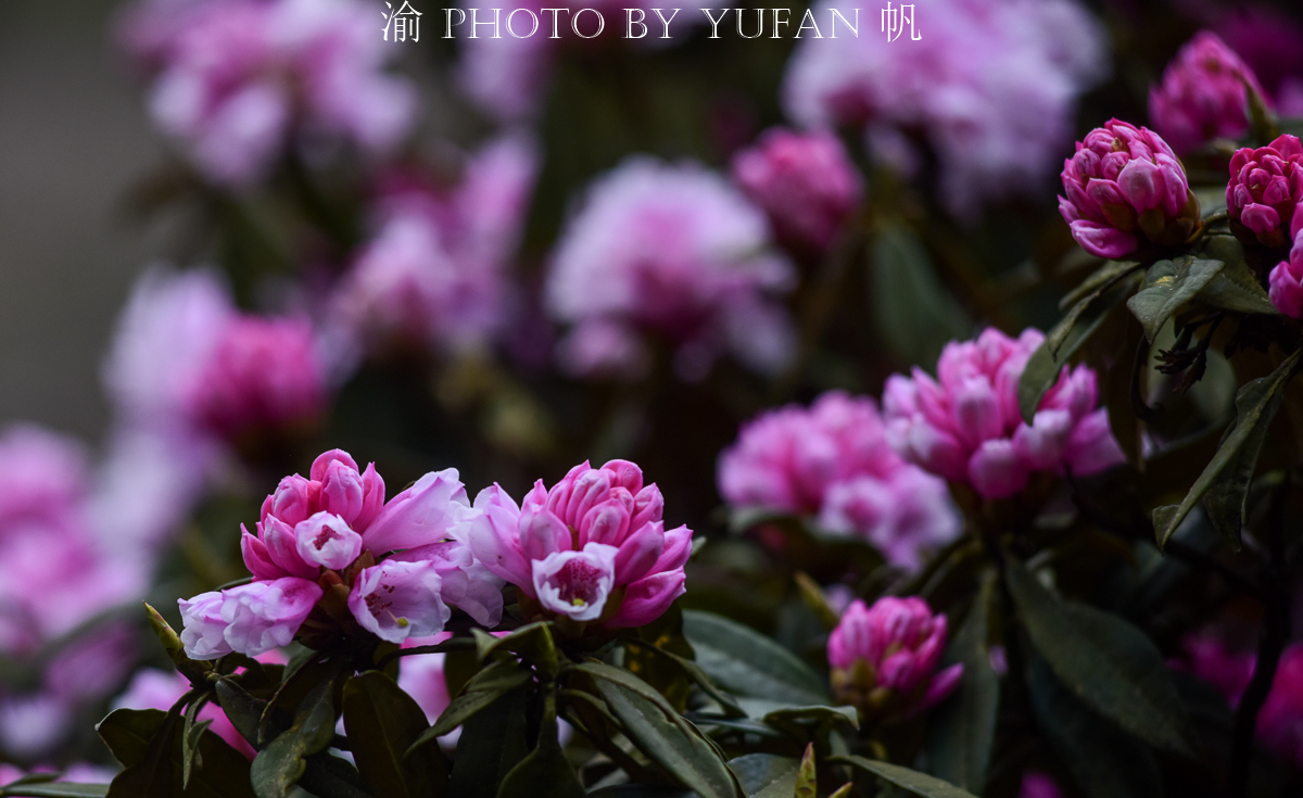 金佛山环山自驾,五一去金佛山最佳路线