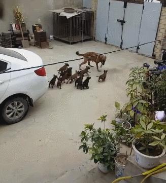 母狗一胎生十只奶水够用吗,母狗巨贵多大可以生第一胎