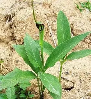 玉米地里的杂草是什么,玉米田间杂草有多少种