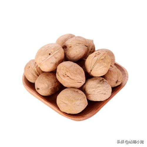 挖走松鼠过冬口粮,松鼠平替口粮