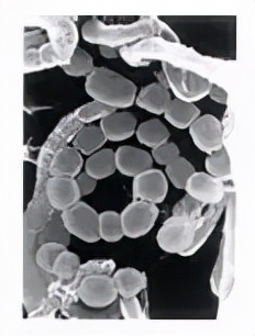 利用液质质检测链霉素的残留