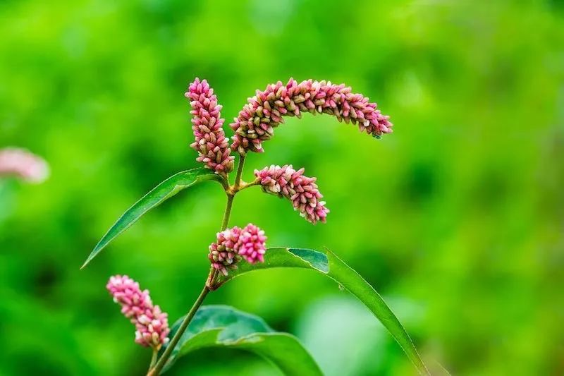 美国人感恩节感恩谁,美国人的感恩节是怎么来的