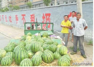 西瓜几毛钱卖不出去,瓜农卖西瓜为何才2毛一斤