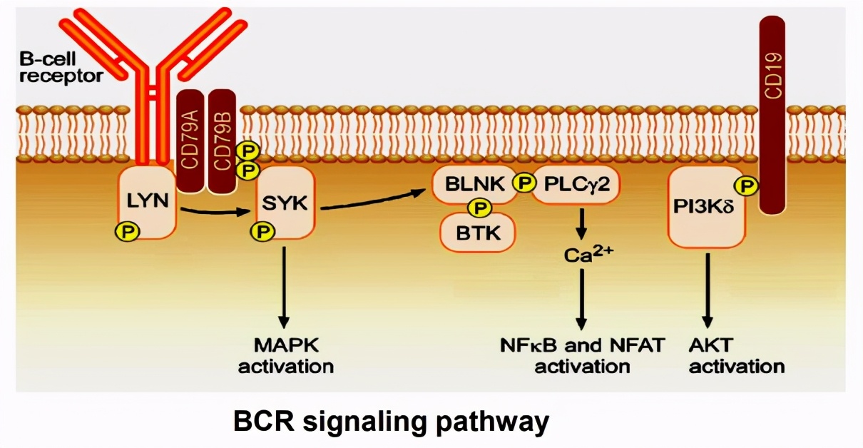 靶向抗癌新药上市最新消息,最新上市靶向的抗癌药物