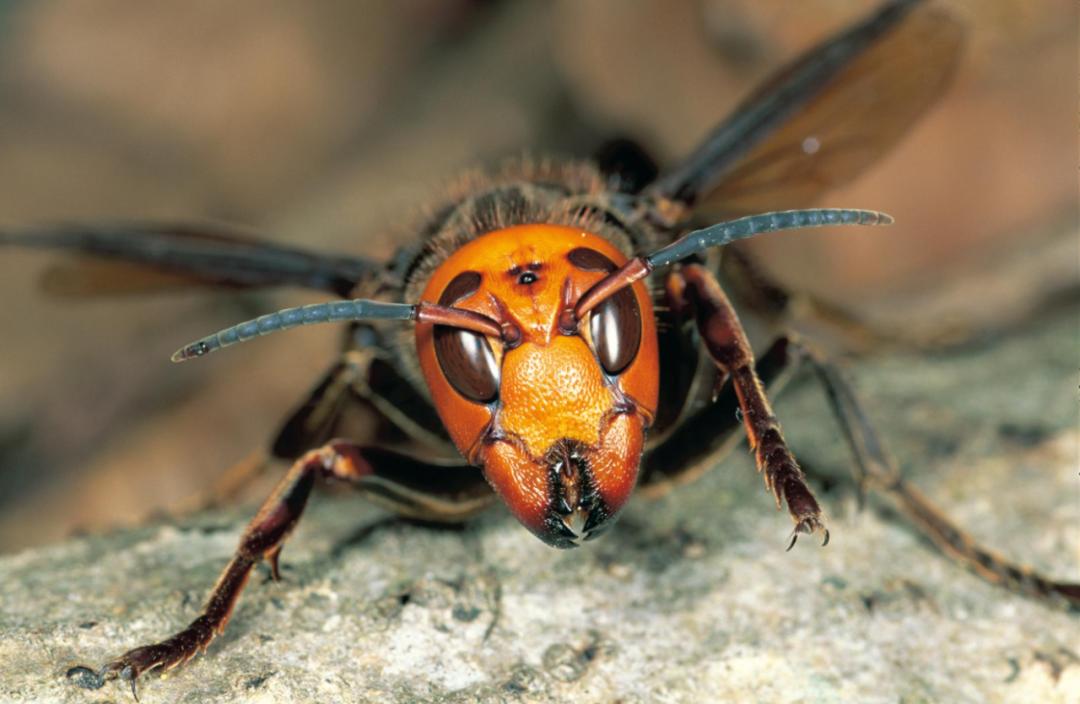 杀人蜂为什么那么可怕,杀人蜂到底有多厉害