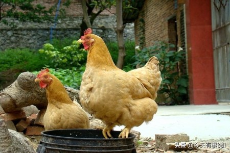 菜市场搞个小摊位卖蔬菜能挣钱吗,菜市场摆摊卖蔬菜好吗