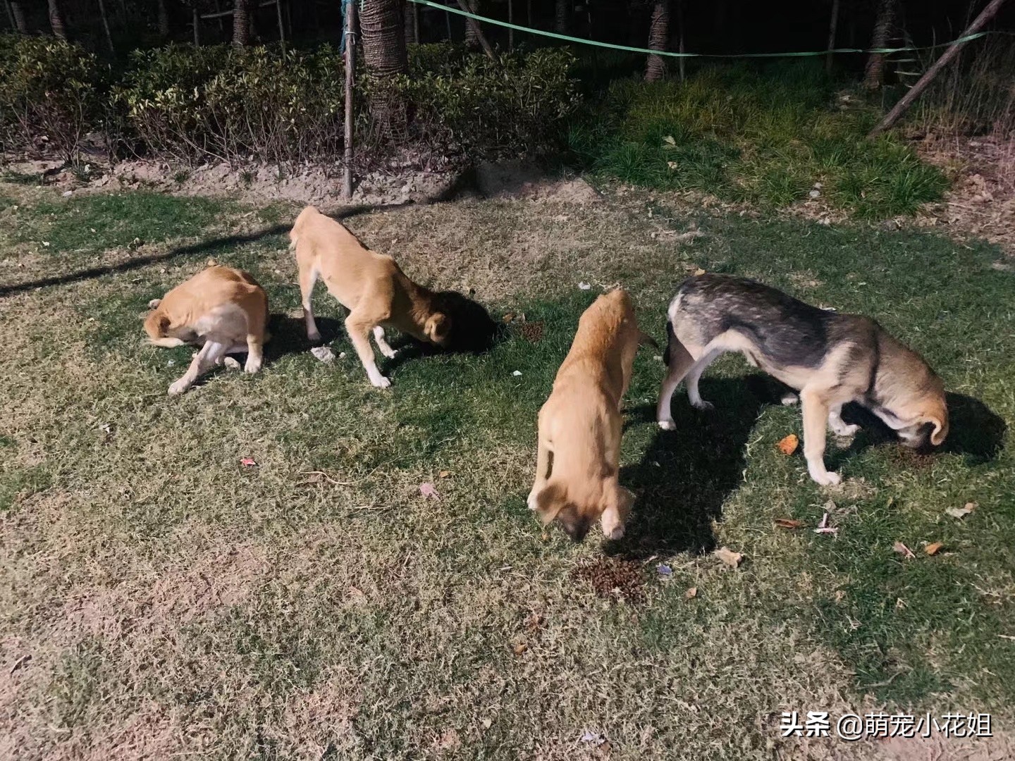 被遗弃的小狗狗守在家门口,流浪狗被遗弃工地