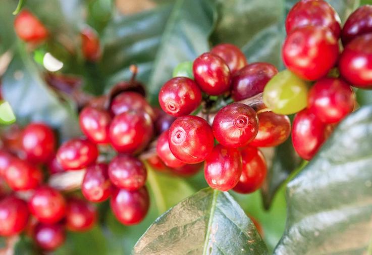 云南咖啡试喝,云南黑咖啡怎么喝才好喝