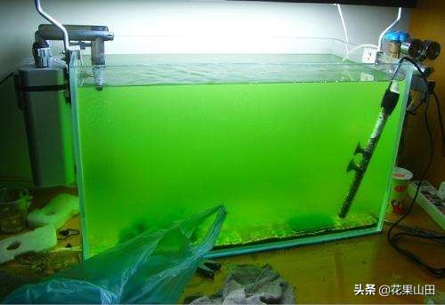 鱼缸养水草有绿苔怎么办,观赏鱼鱼缸里的石头