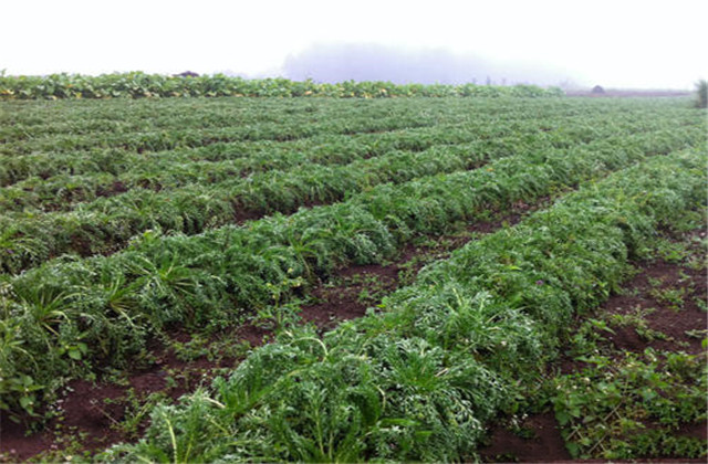 玛咖种子怎样种植,人工种植的玛卡