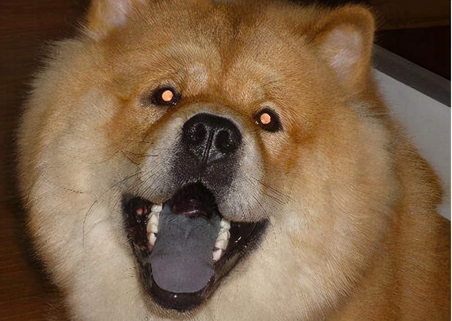 狗狗咬人事件完整视频松狮犬,松狮犬咬人女主人为什么揪毛