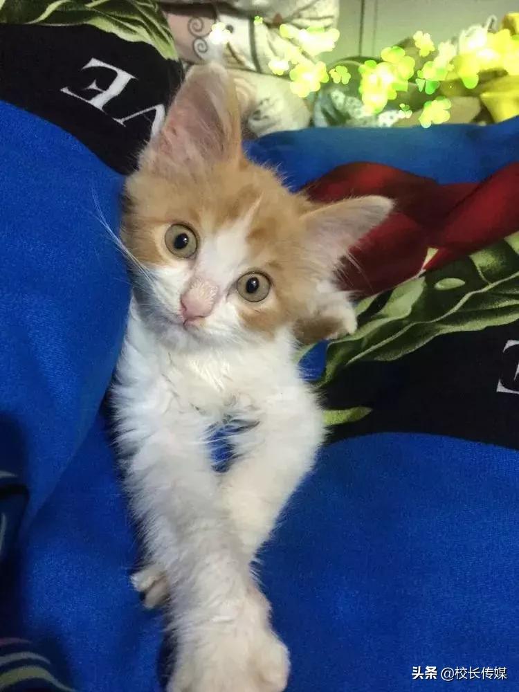 一位特岗教师在乡村的生活记录,一位特岗教师的真实生活