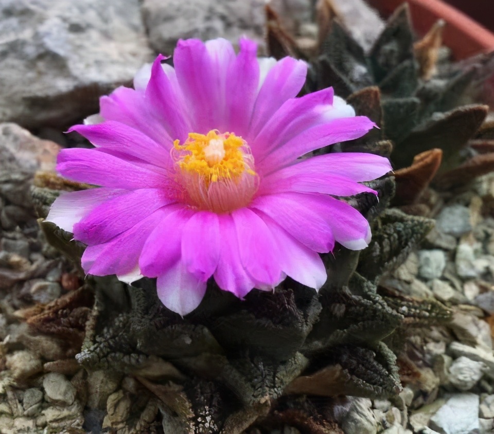 仙人掌要怎么养才能结果,仙人掌怎样才长叶子