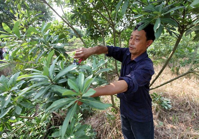 杨梅栽培技术与管理,杨梅种植管理技术