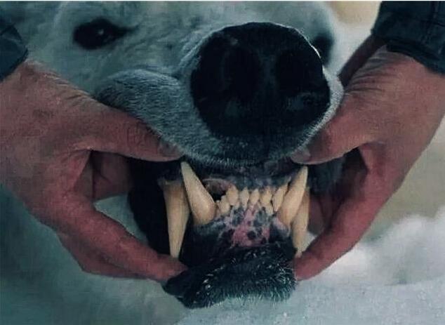 狗狗患上狂犬病的几种表现,狗狗有狂犬病早期会出现什么现象