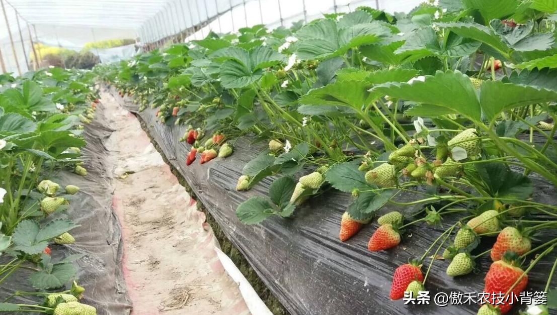 草莓定植多久可以缓苗成功,如何提高草莓种植移栽成活率