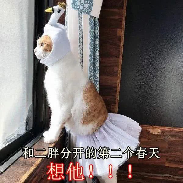 春天来了，家里的动物开始了兴奋，被困在家中的你该如何帮助它呢