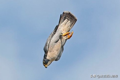 飞得最快的游隼，破解了航空史上的气流分离难题